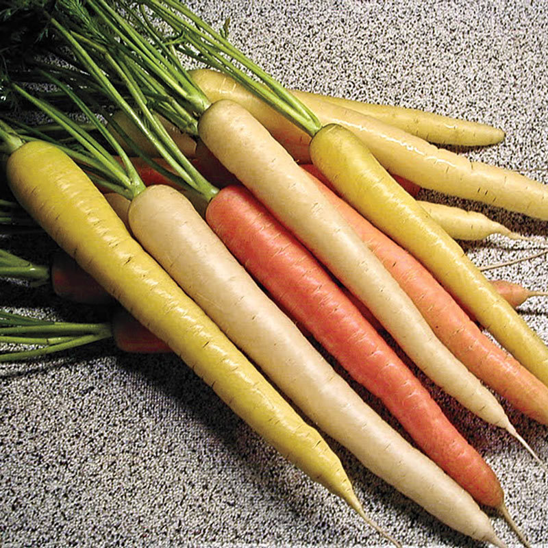 Rainbow Hybrid Carrot Seed