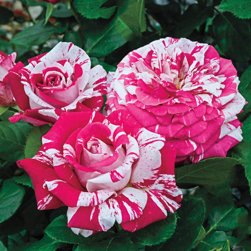 Neil Diamond Hybrid Tea Rose