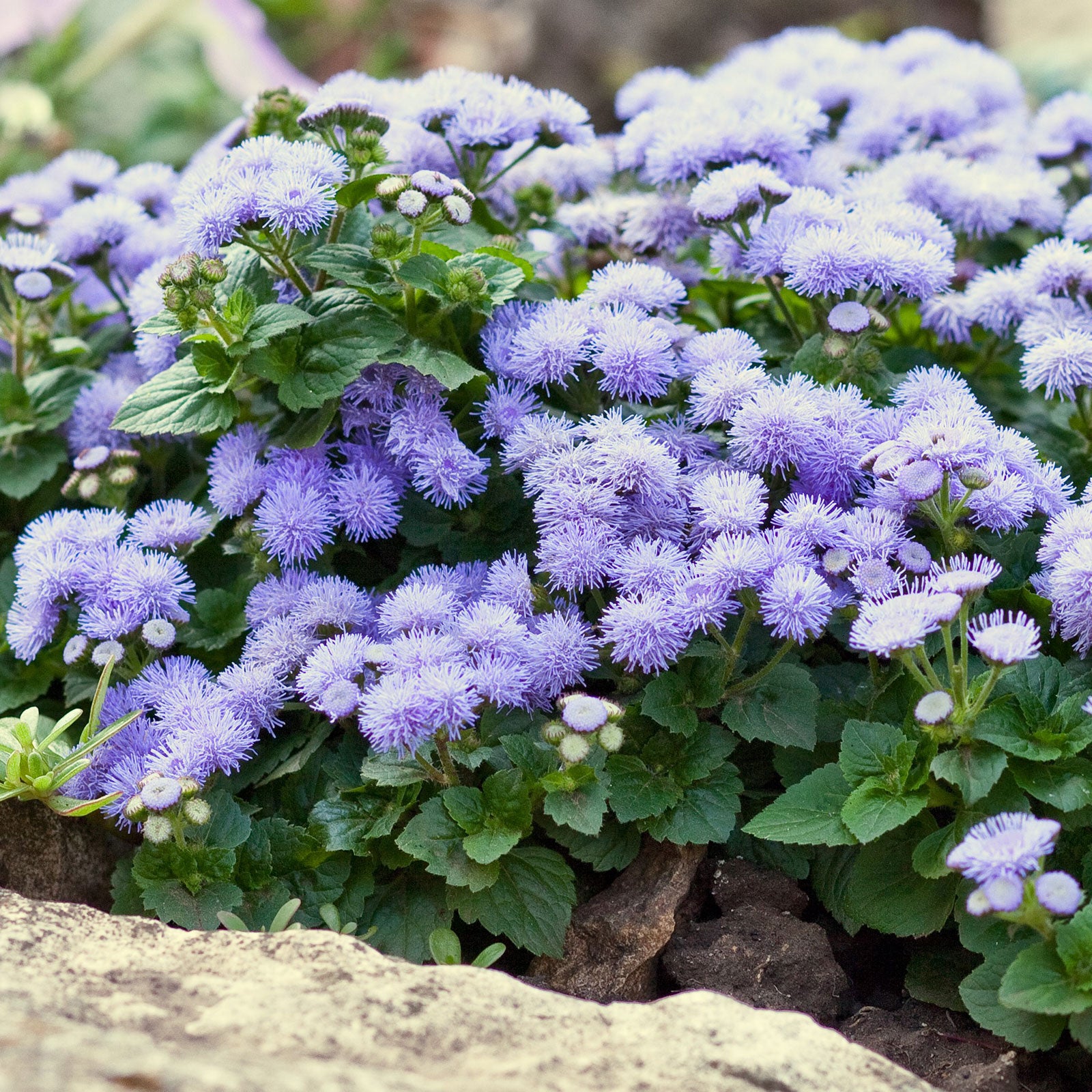 Dwarf Ageratum Seeds - Blue Mink