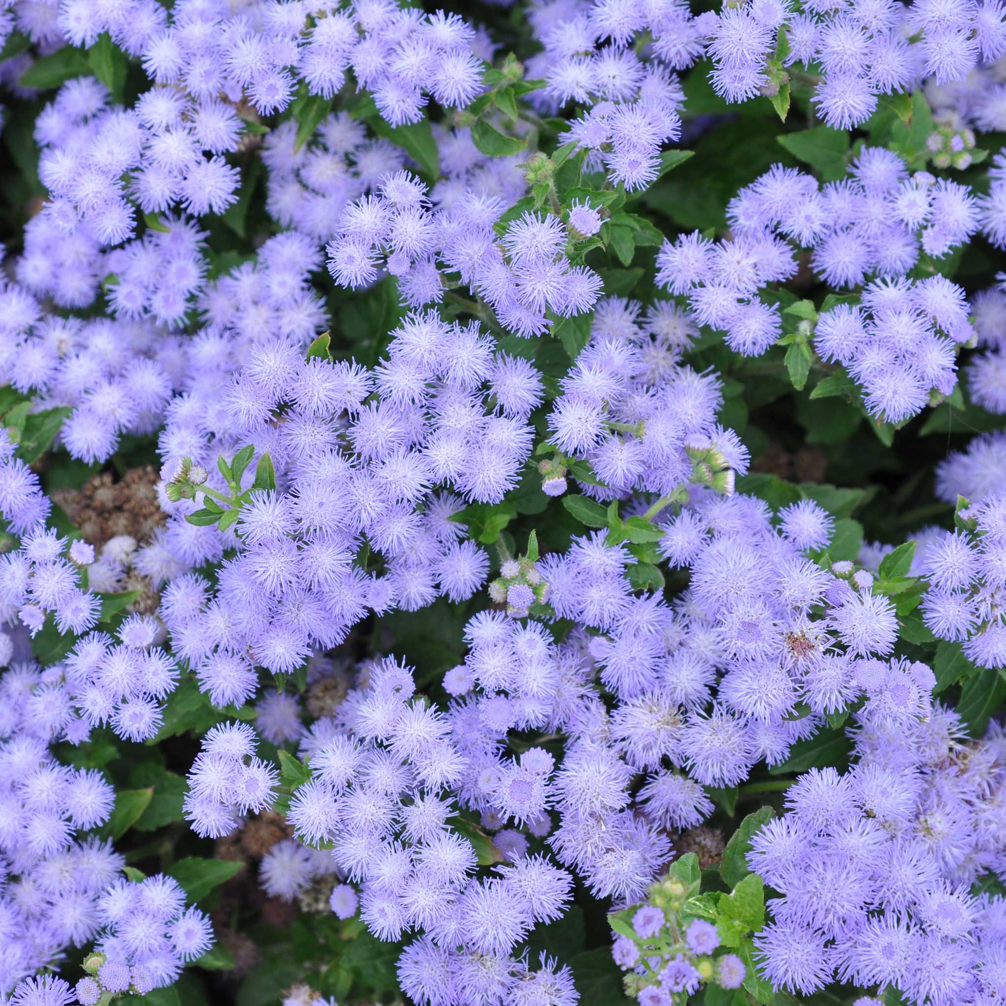 Dwarf Ageratum Seeds - Blue Mink