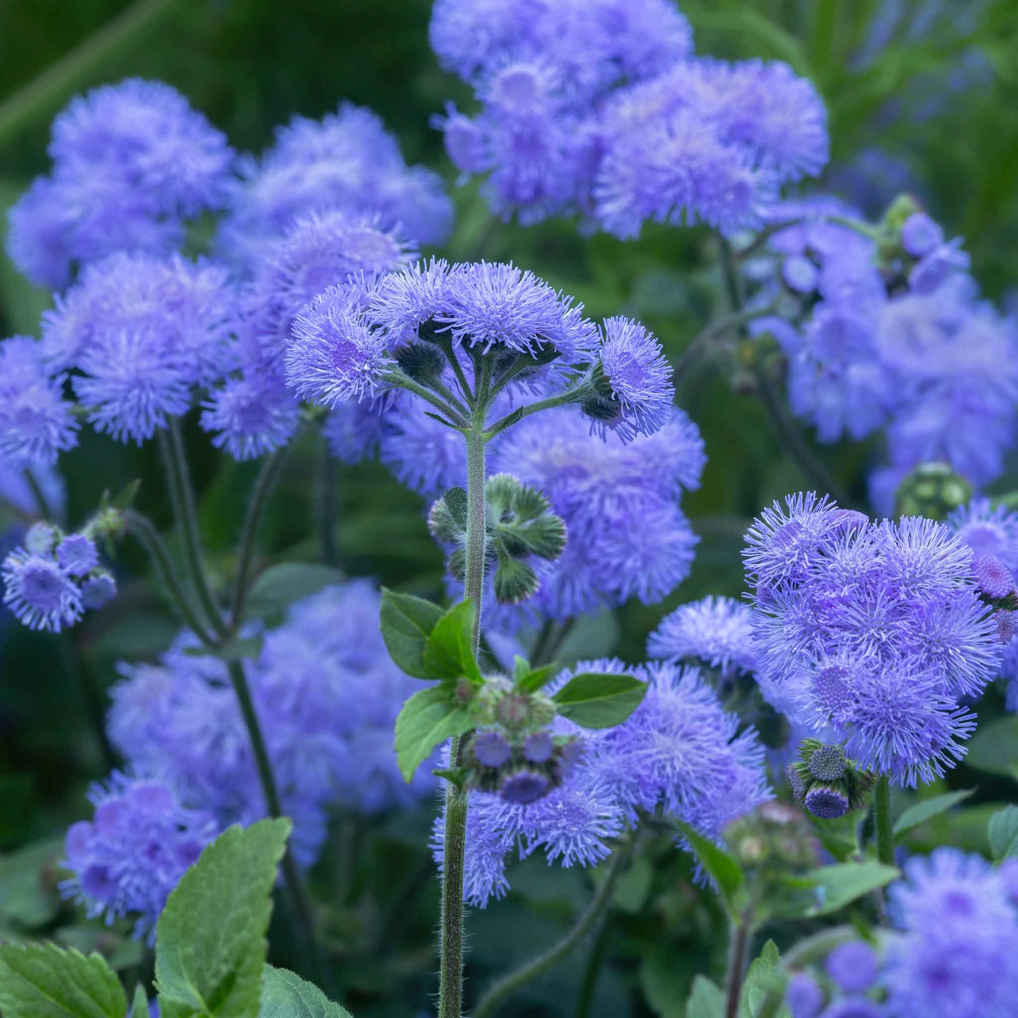 Ageratum Seeds - Dondo Blue