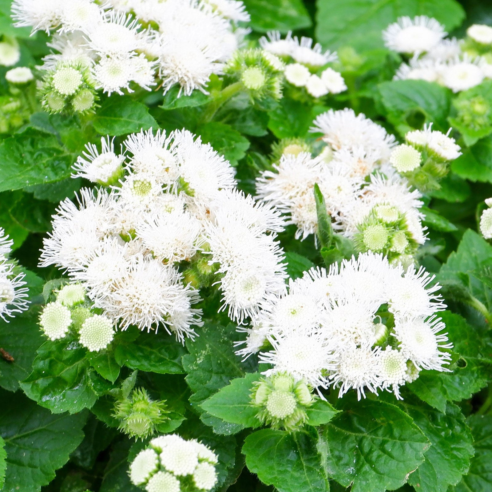 Ageratum Seeds - Dondo White