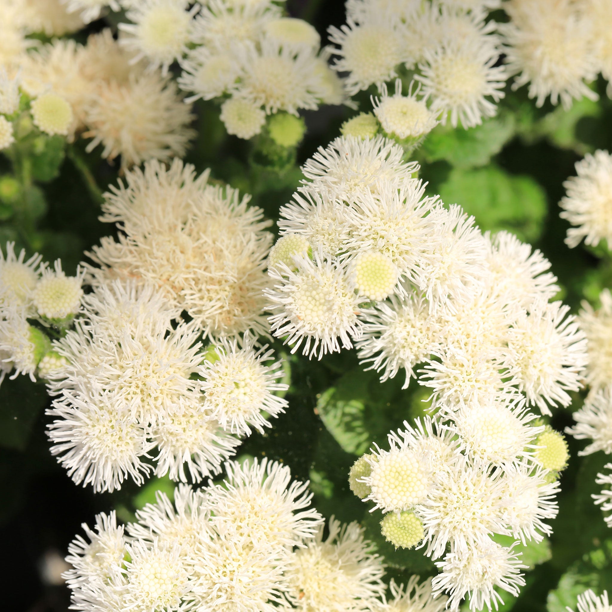 Ageratum Seeds - Dondo White