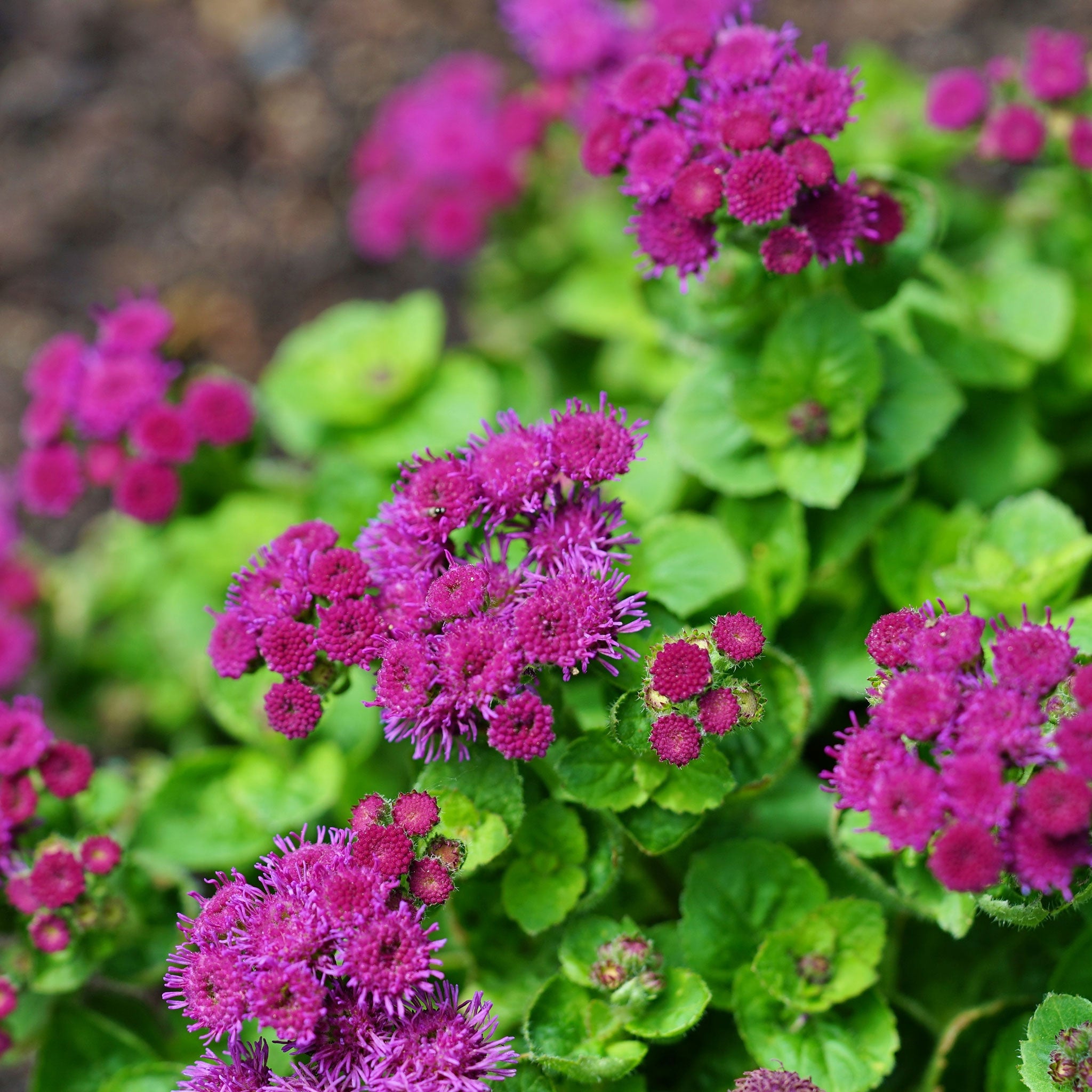 Ageratum Seeds - Red Flint