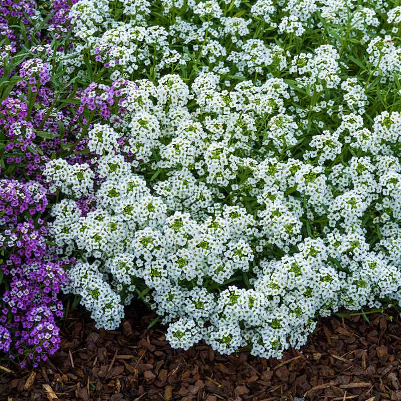 Sweet Alyssum Seeds - Carpet of Snow