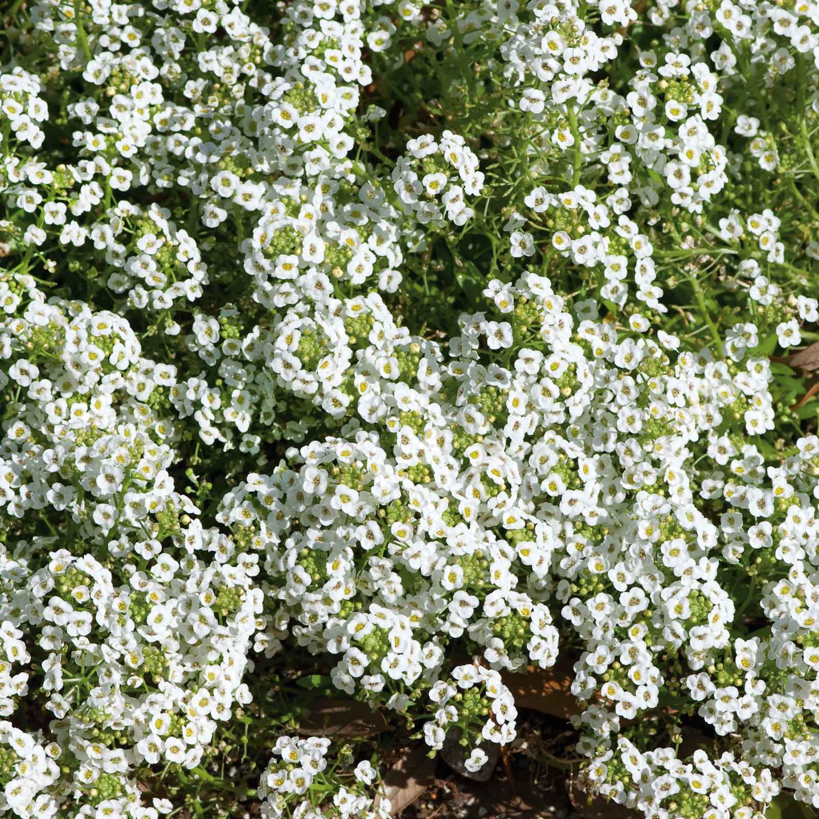 Sweet Alyssum Seeds - Carpet of Snow