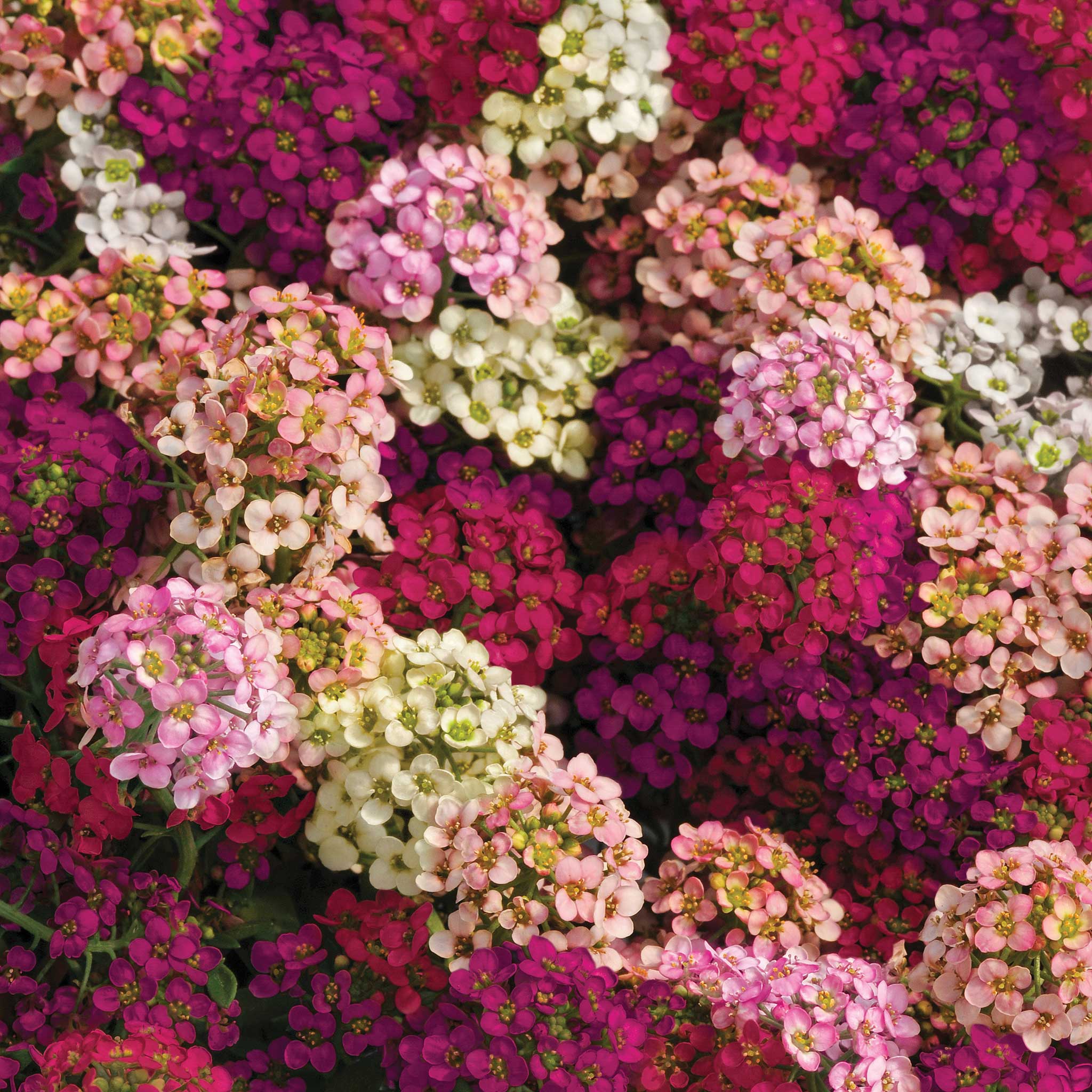 Alyssum Seeds - Easter Bonnet Mix