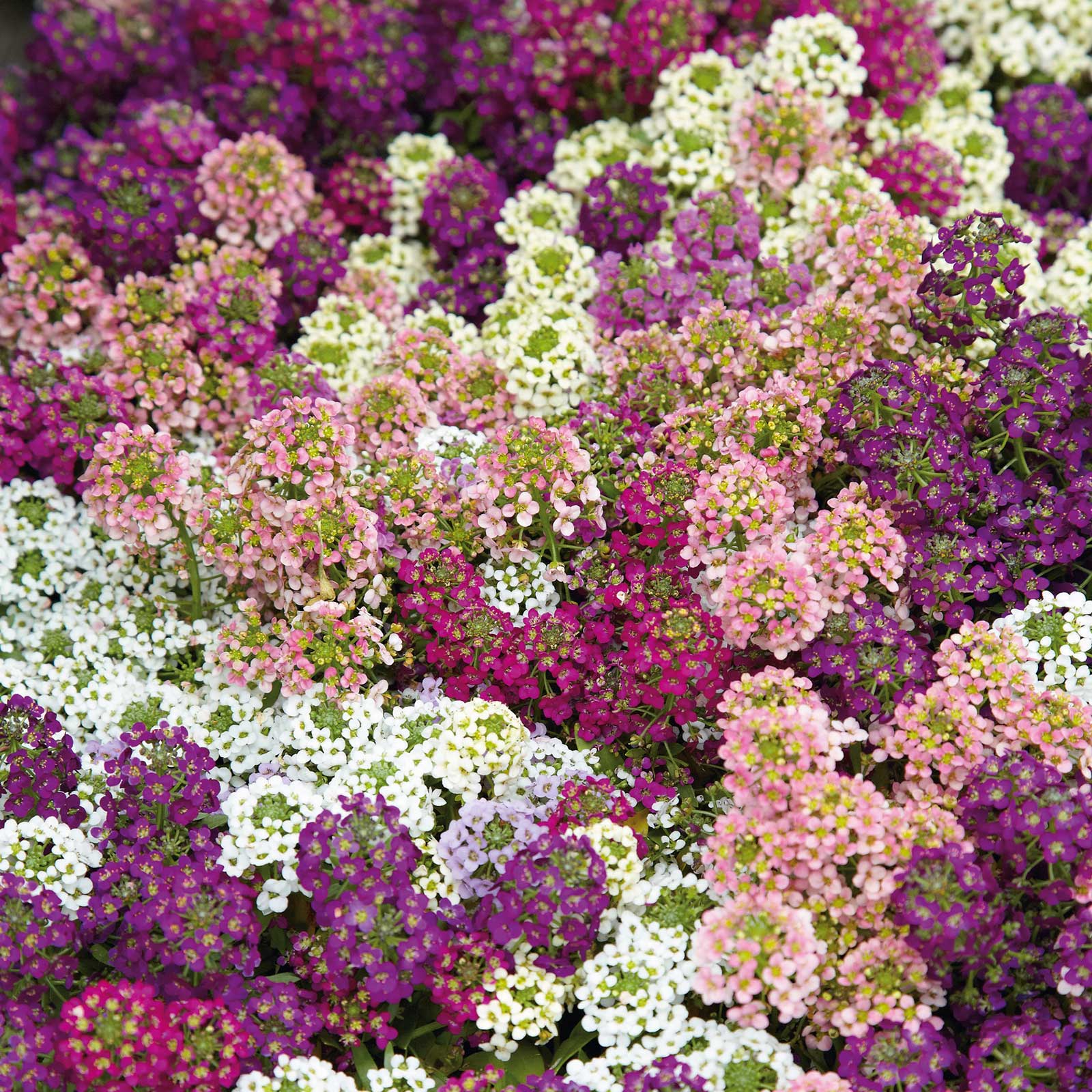 Alyssum Seeds - Easter Bonnet Mix