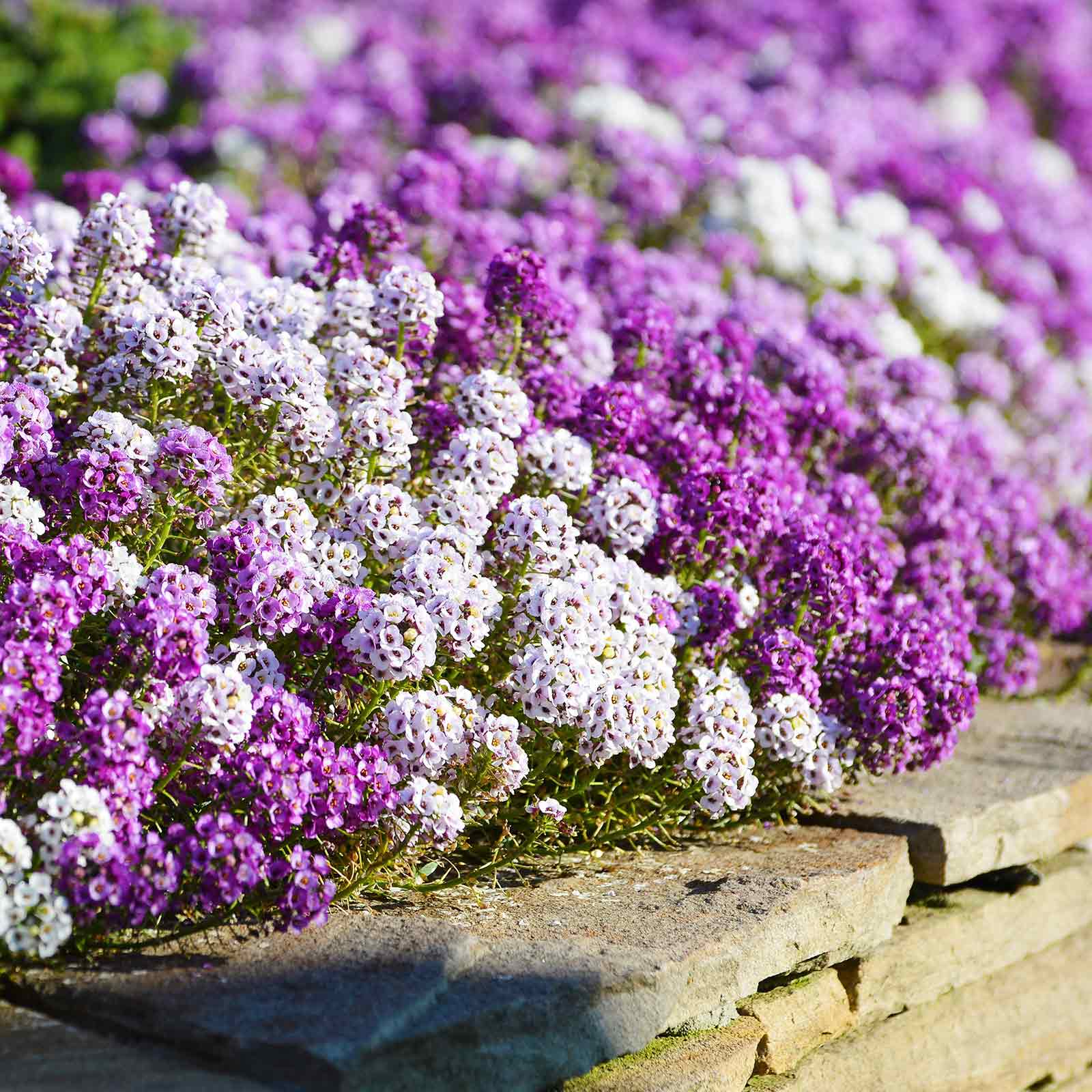 Alyssum Seeds - Magic Circle Mix