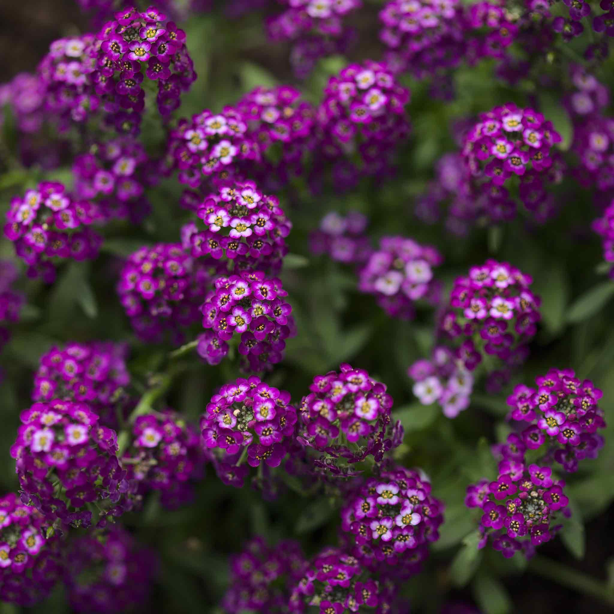 Alyssum Seeds - Oriental Nights