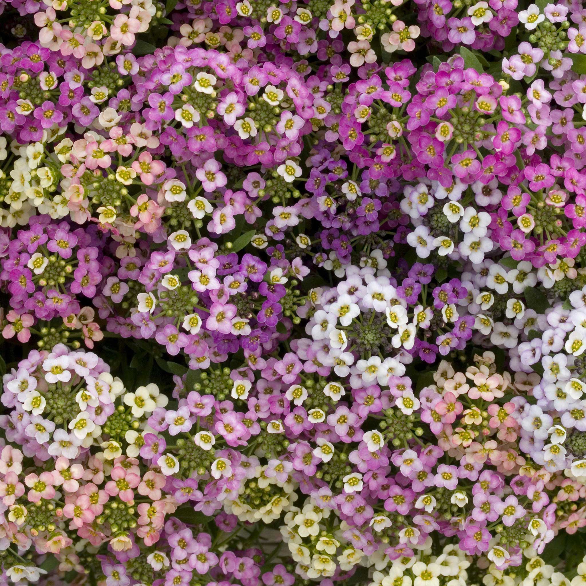 Alyssum Seeds - Paletta Mix