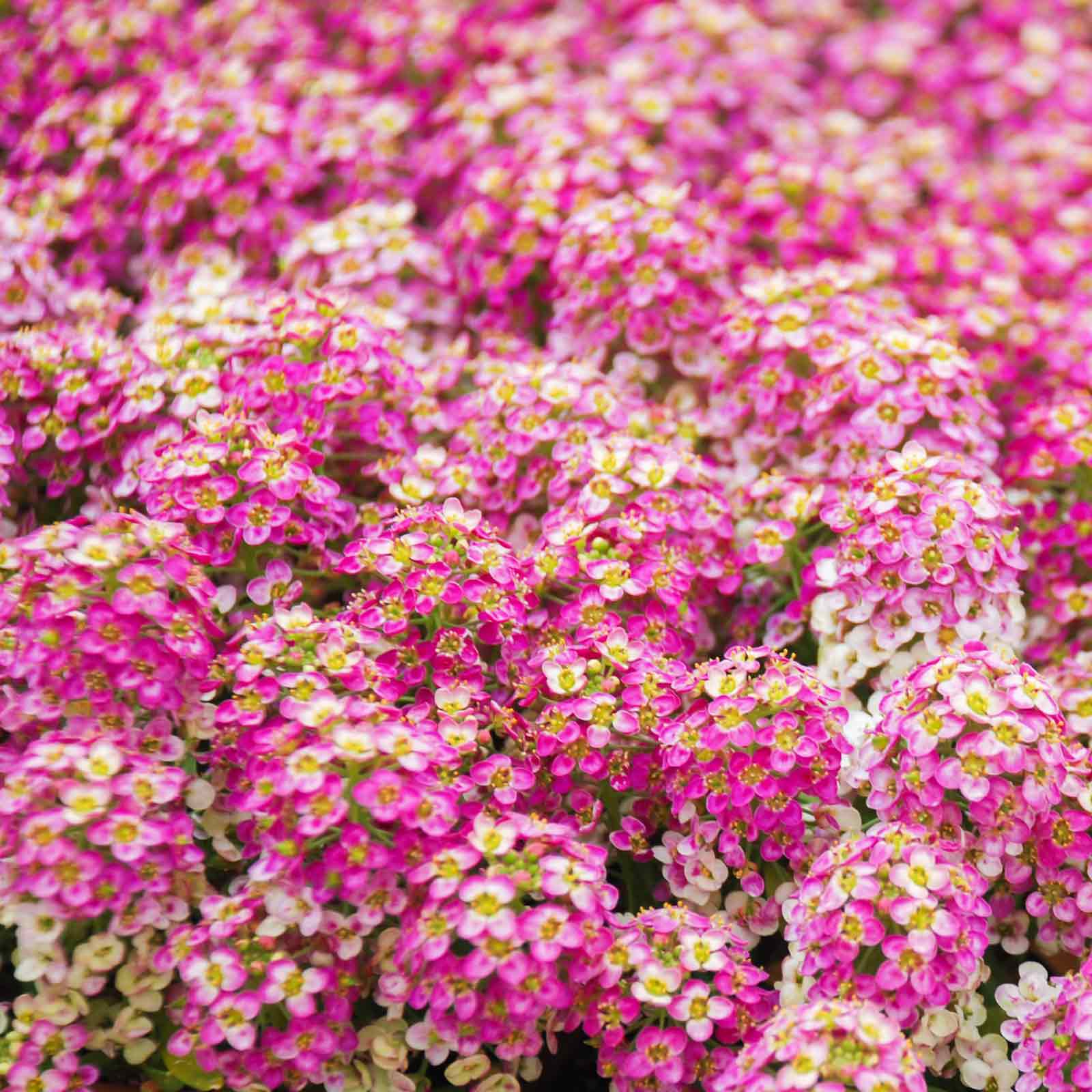 Alyssum Seeds - Rosie O'Day