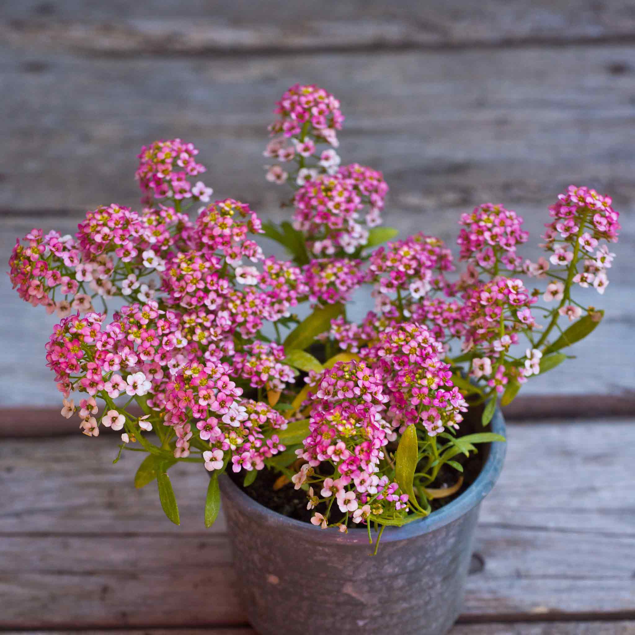 Alyssum Seeds - Rosie O'Day