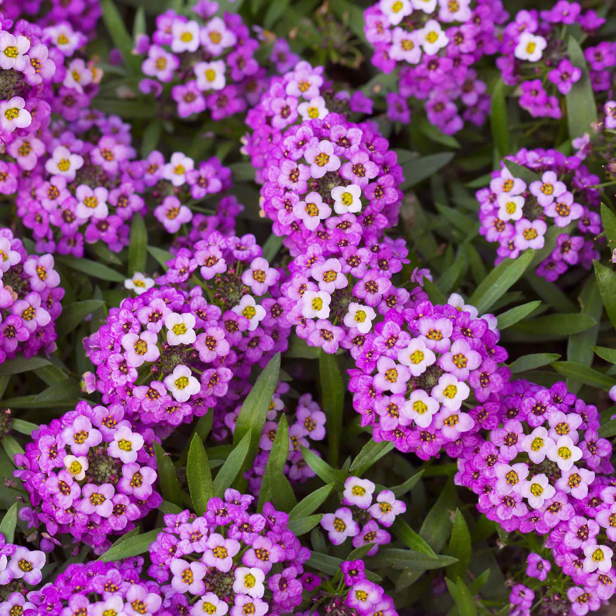 Dwarf Sweet Alyssum Seeds - Royal Carpet