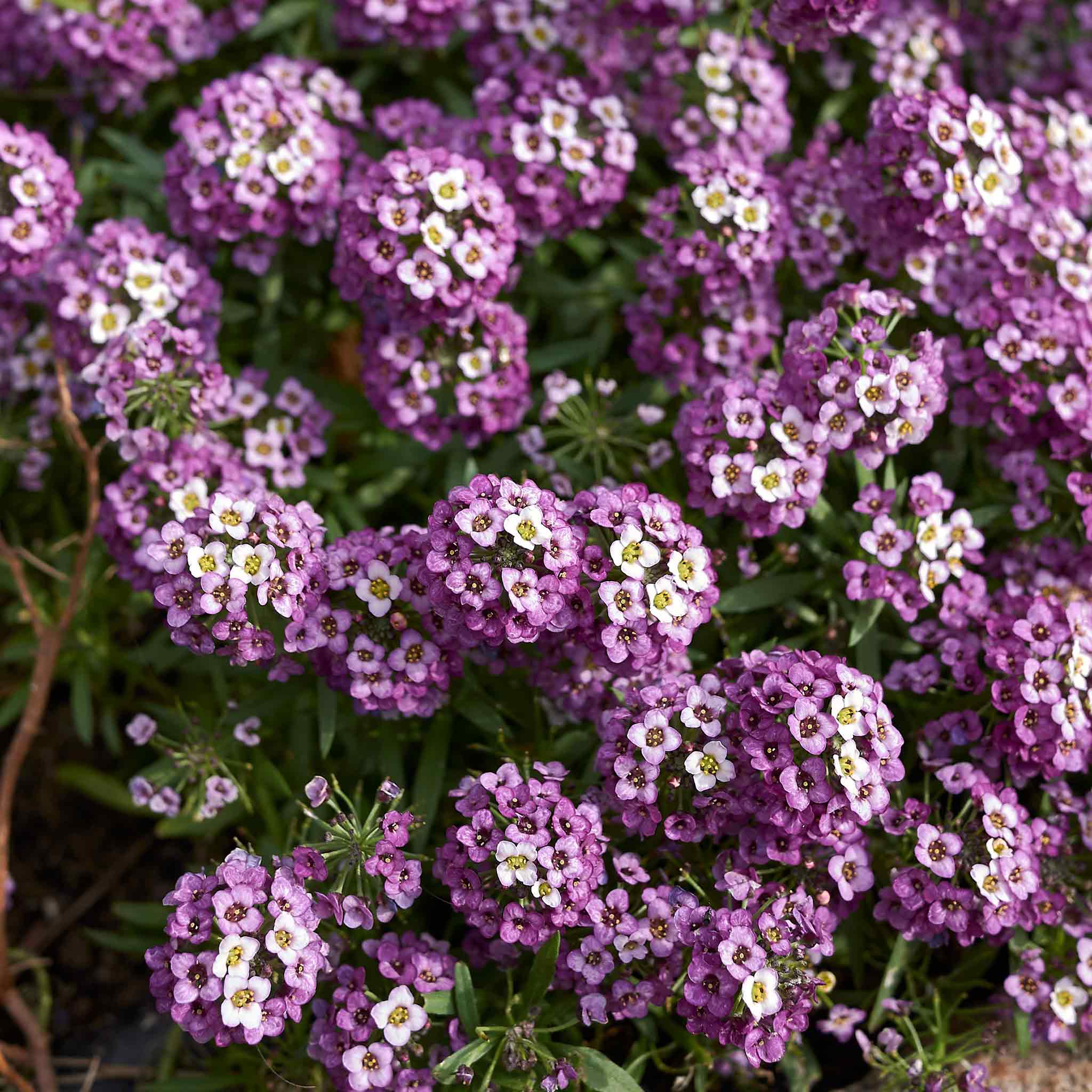 Dwarf Sweet Alyssum Seeds - Royal Carpet