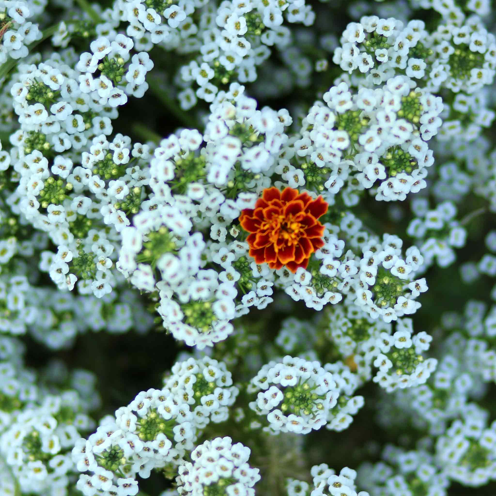 Sweet Alyssum Seeds - Tall White