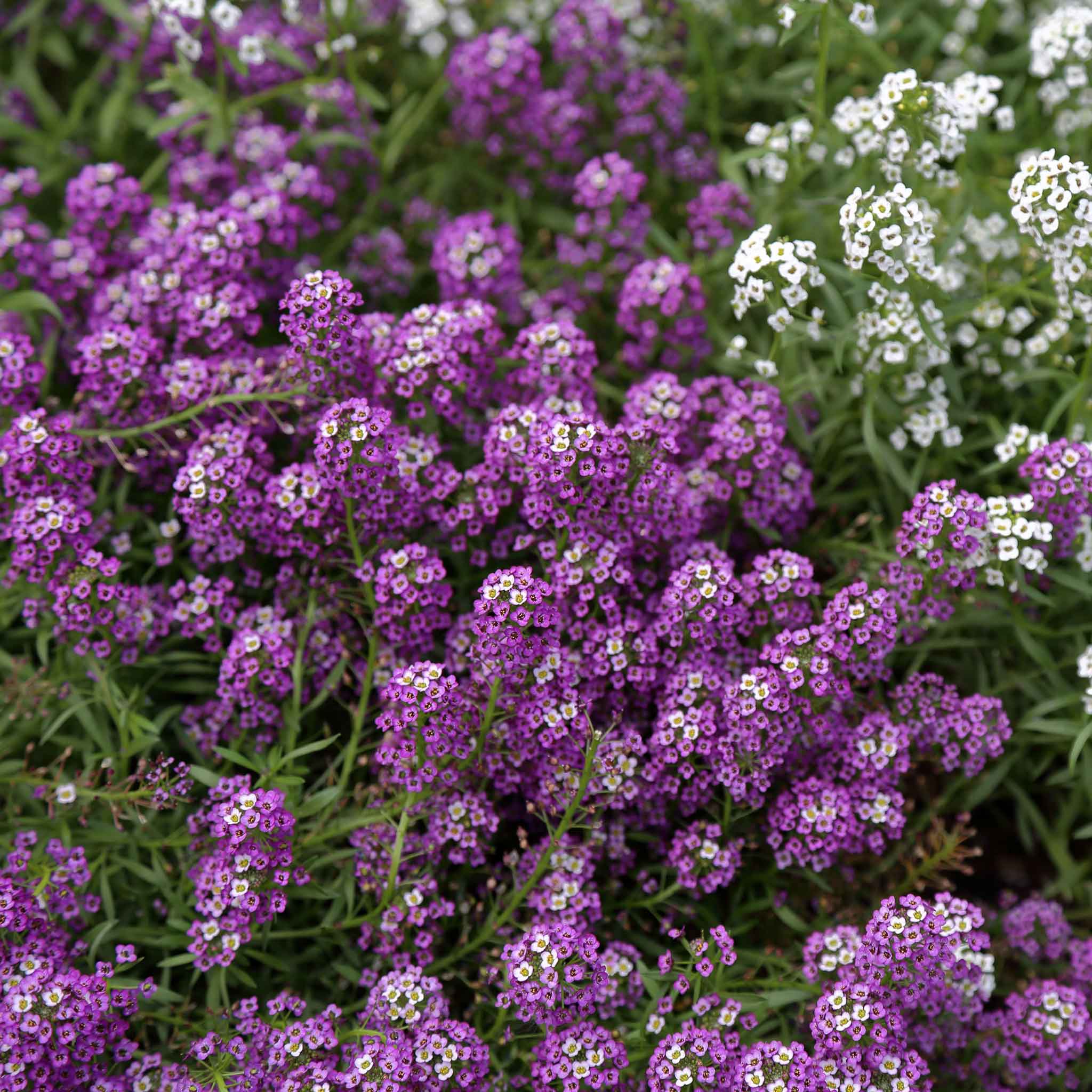 Alyssum Seeds - Violet Queen