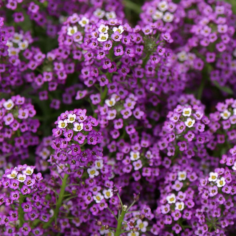 Alyssum Seeds - Violet Queen