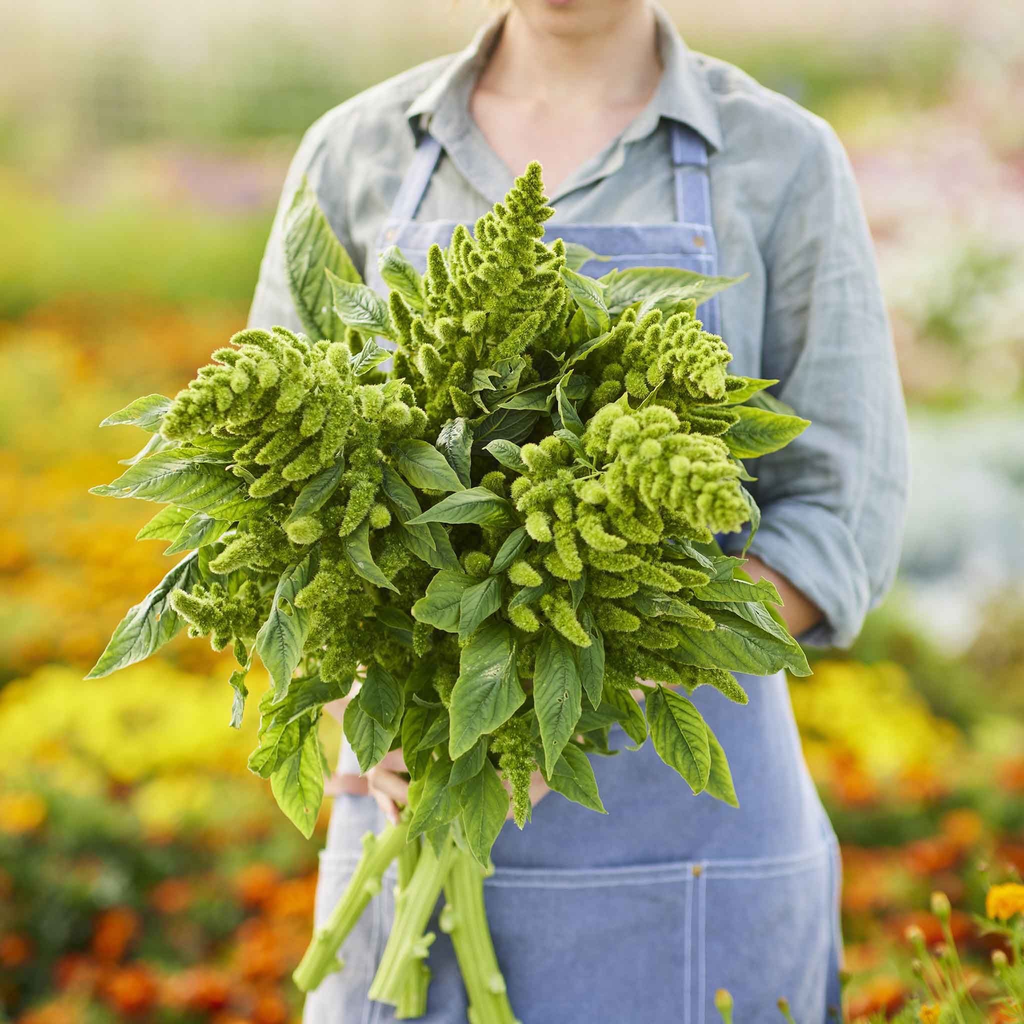 Amaranthus Seeds - Green Thumb