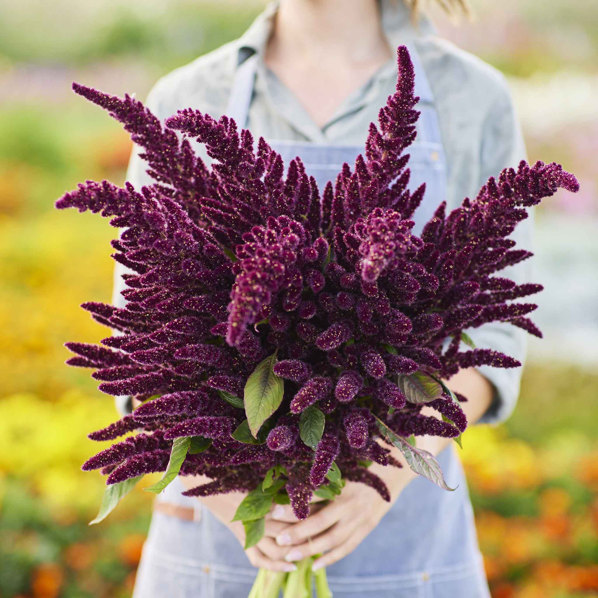 Amaranthus Seeds - Pygmys Torch