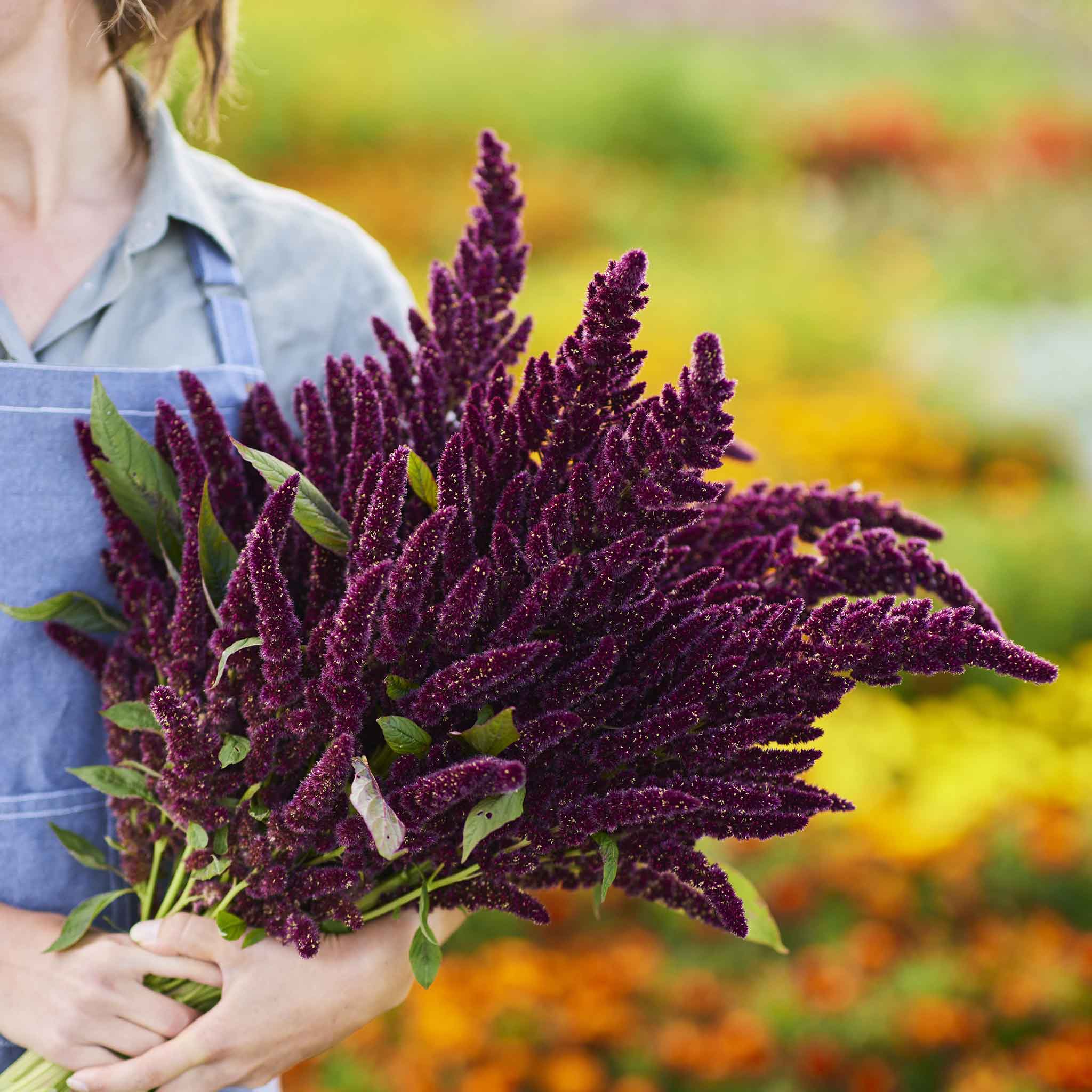 Amaranthus Seeds - Pygmys Torch