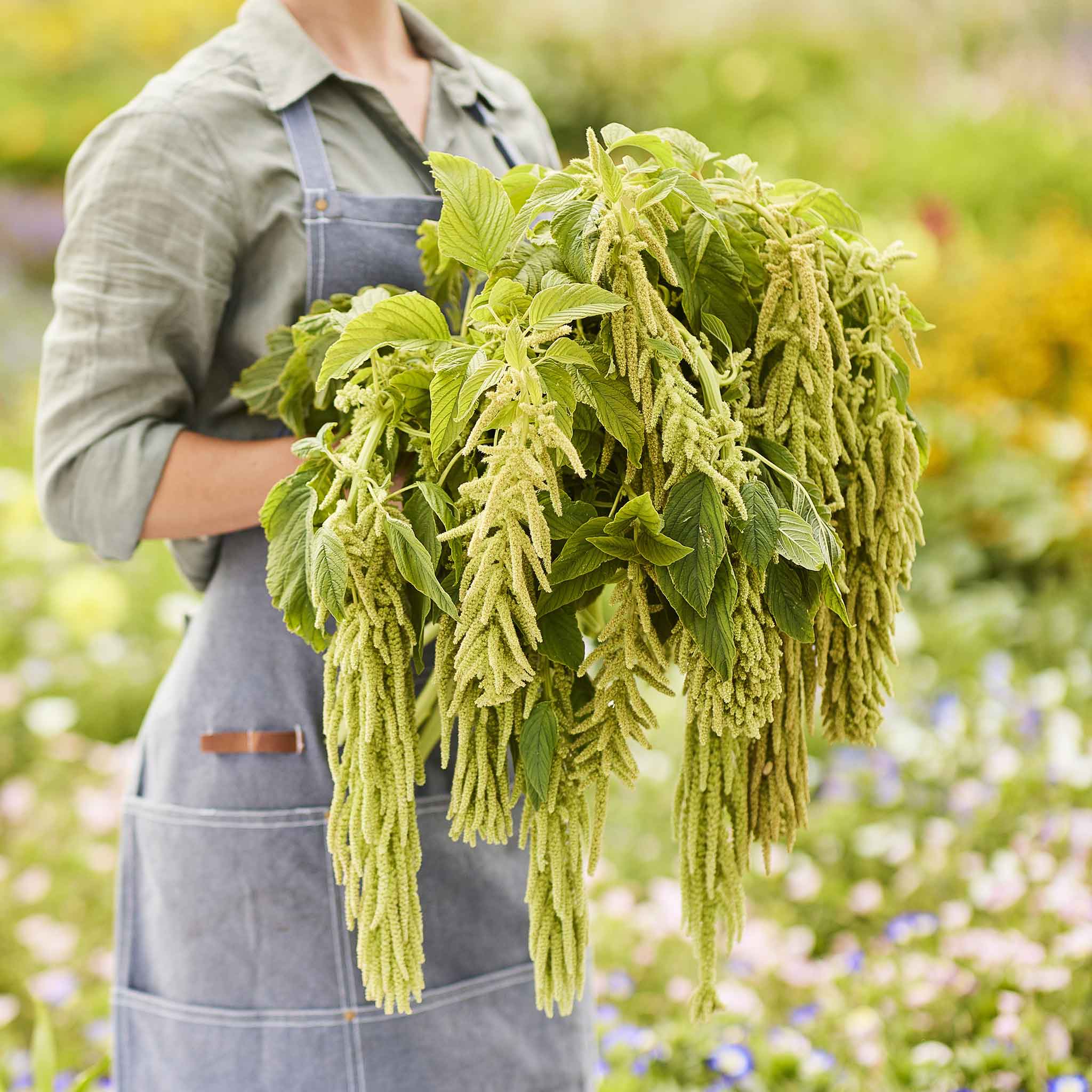 Amaranthus Seeds - Viridis