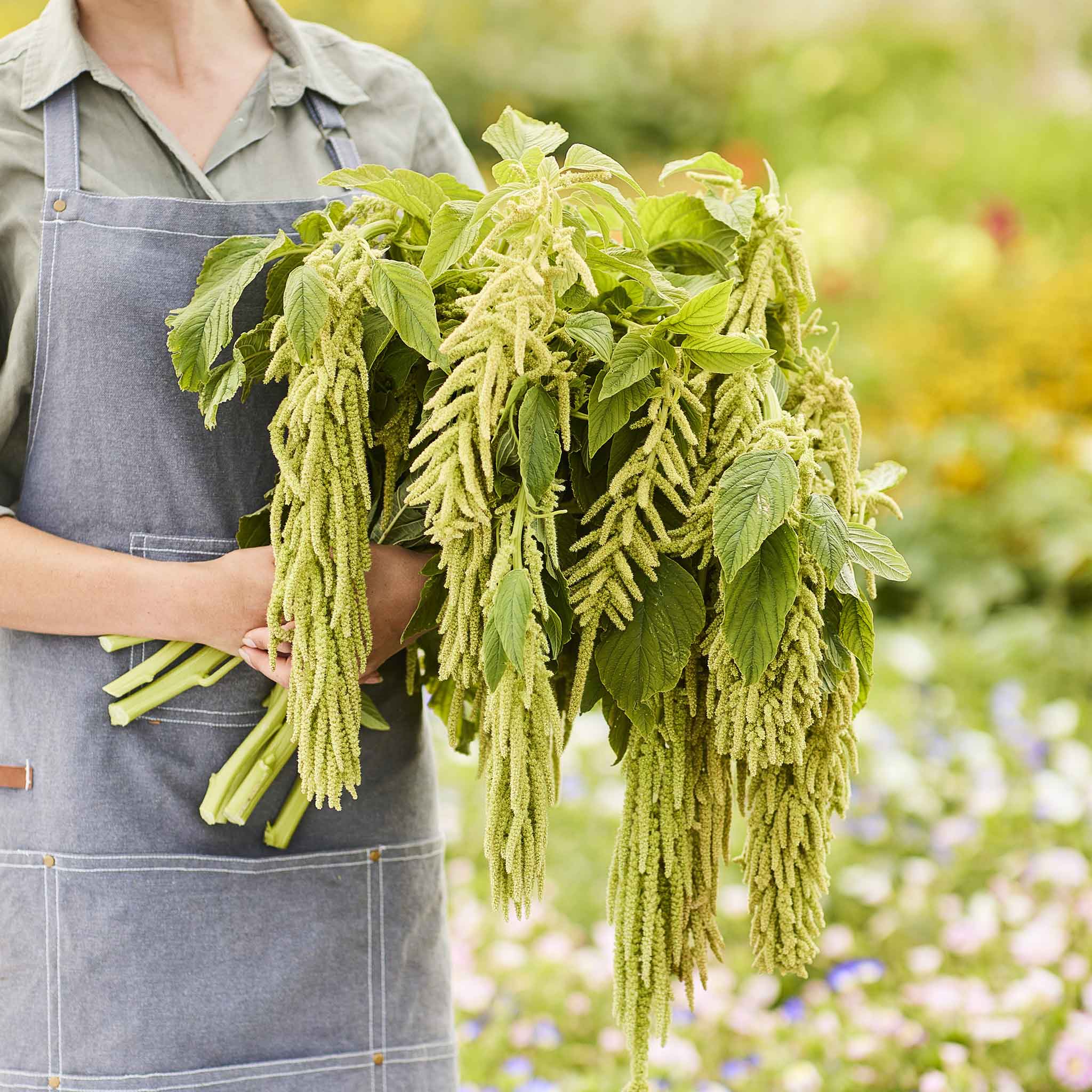 Amaranthus Seeds - Viridis