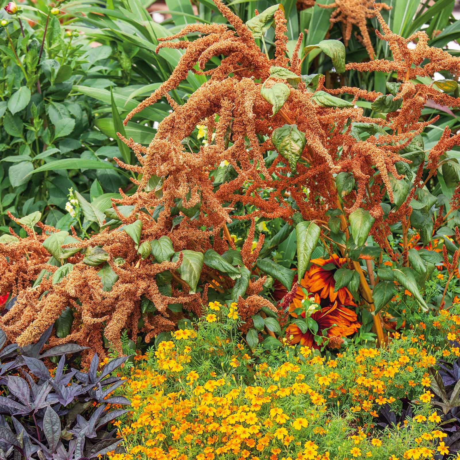 Amaranthus Seeds - Hot Biscuits