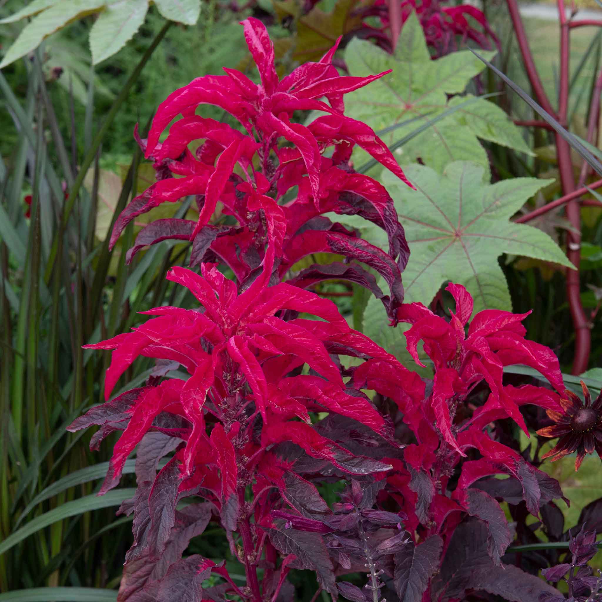 Amaranthus Seeds - Joseph's Coat Early Splendor