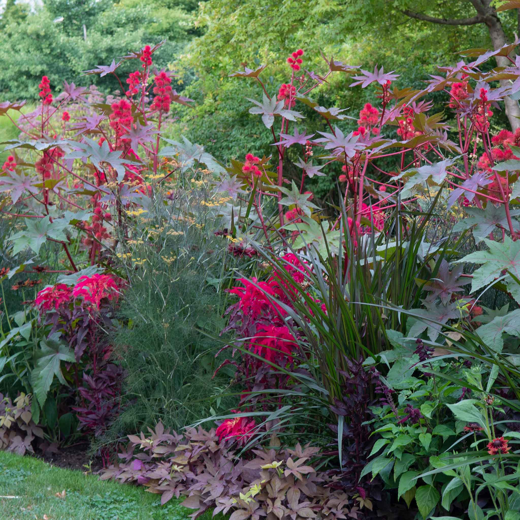 Amaranthus Seeds - Joseph's Coat Early Splendor