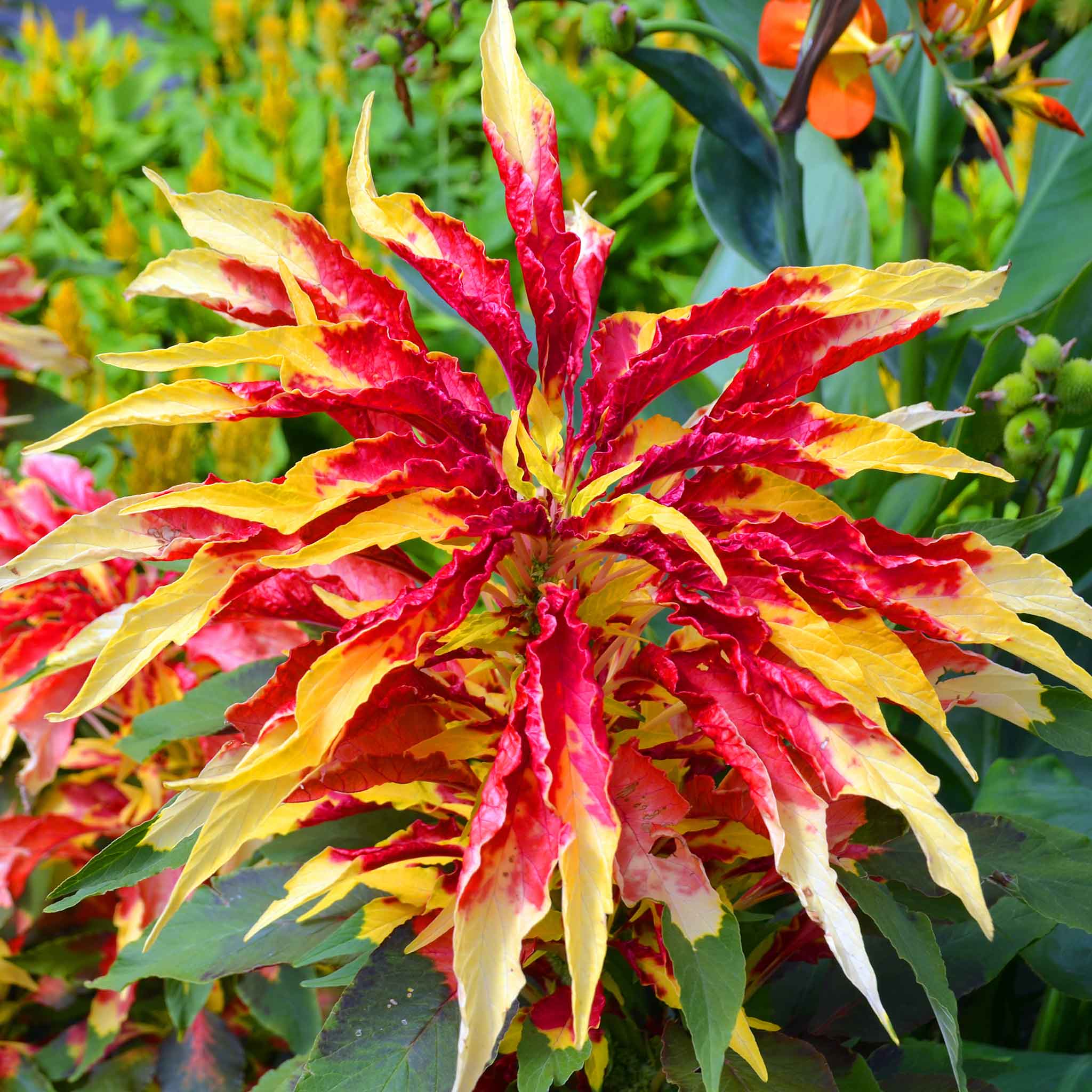 Amaranthus Seeds - Perfecta