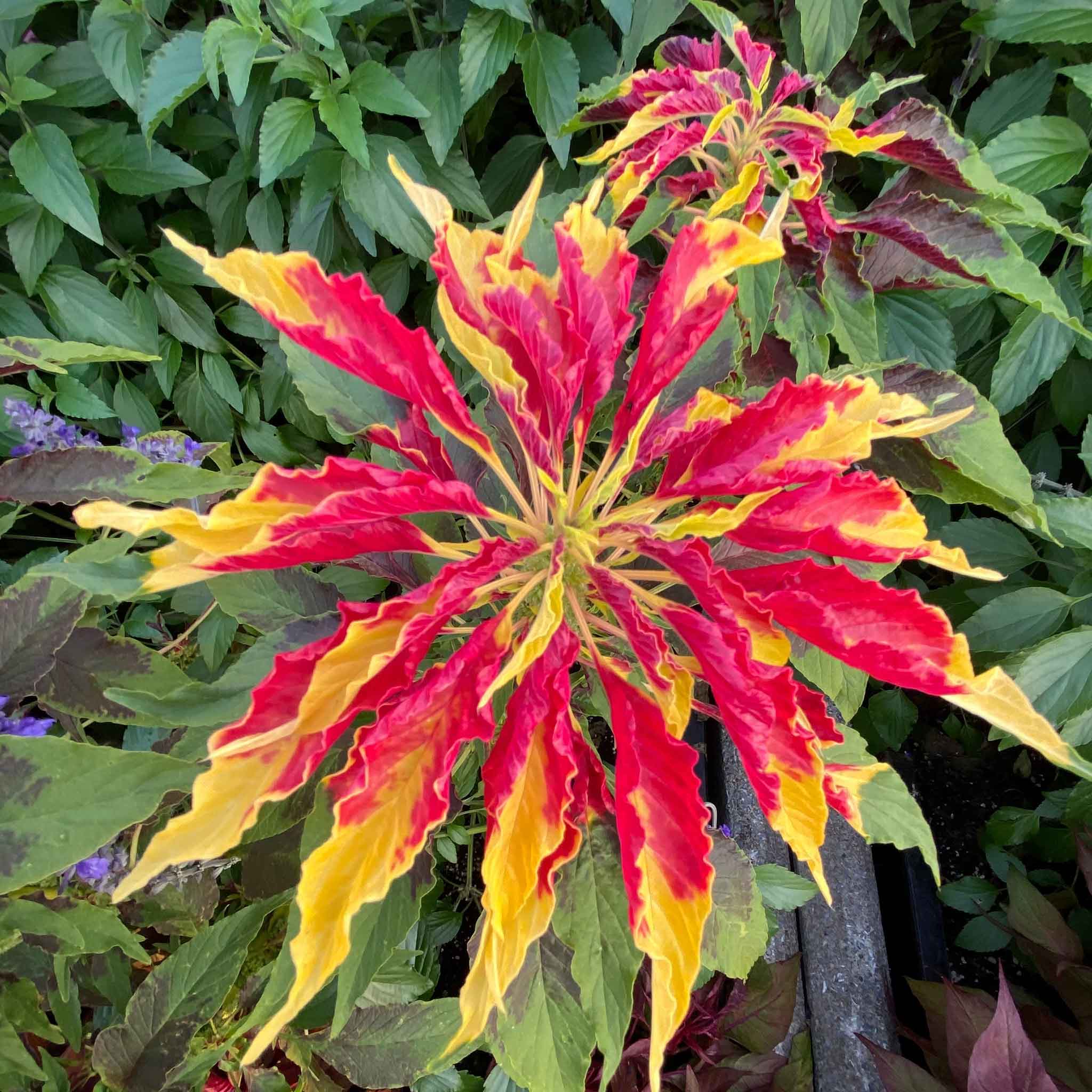 Amaranthus Seeds - Perfecta