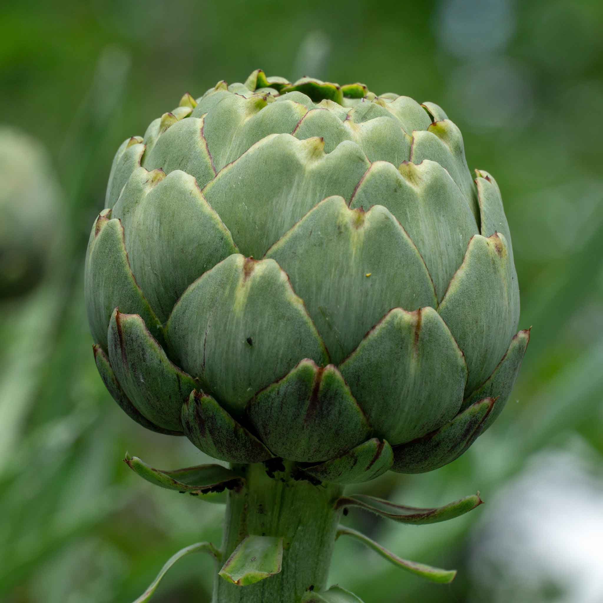 Artichoke Seeds - Green Globe