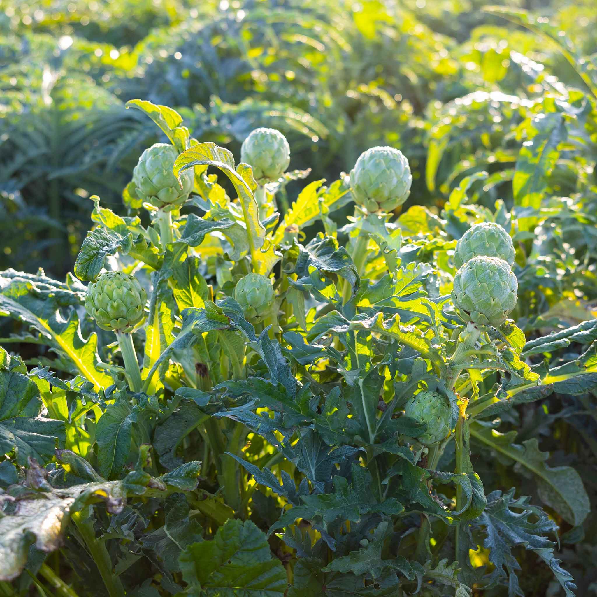 Artichoke Seeds - Green Globe