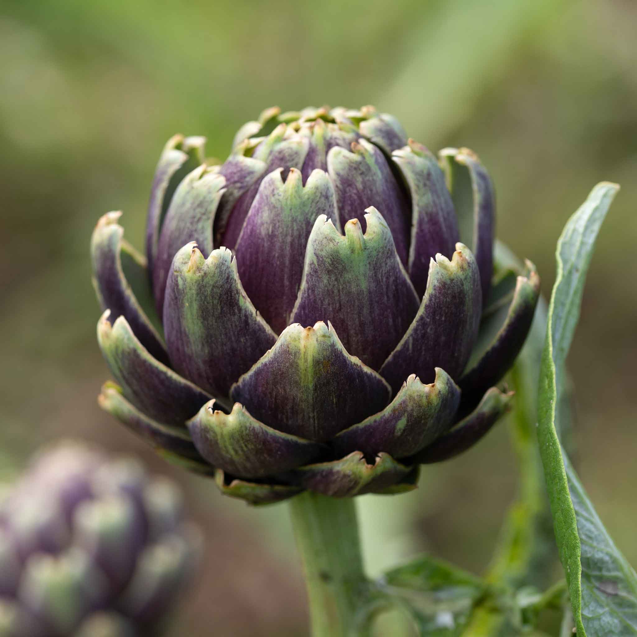 Artichoke Seeds - Purple Italian Globe