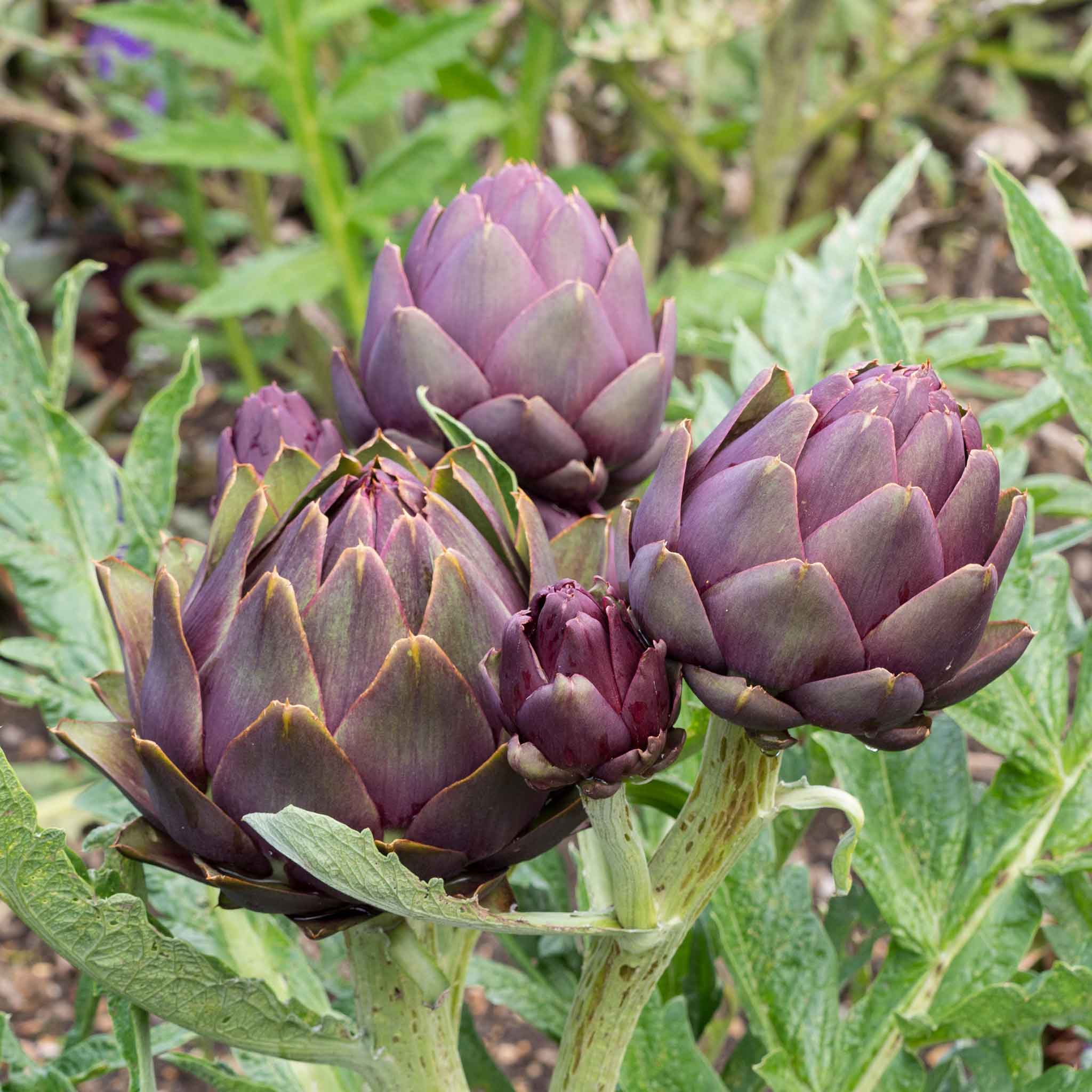 Artichoke Seeds - Violet