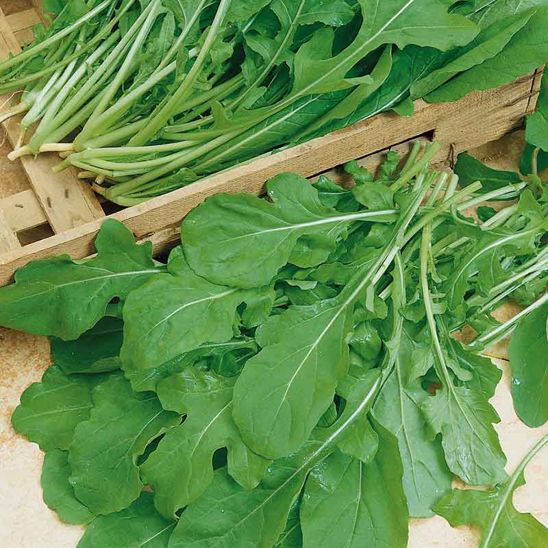 Organic Arugula Seeds - Rocket