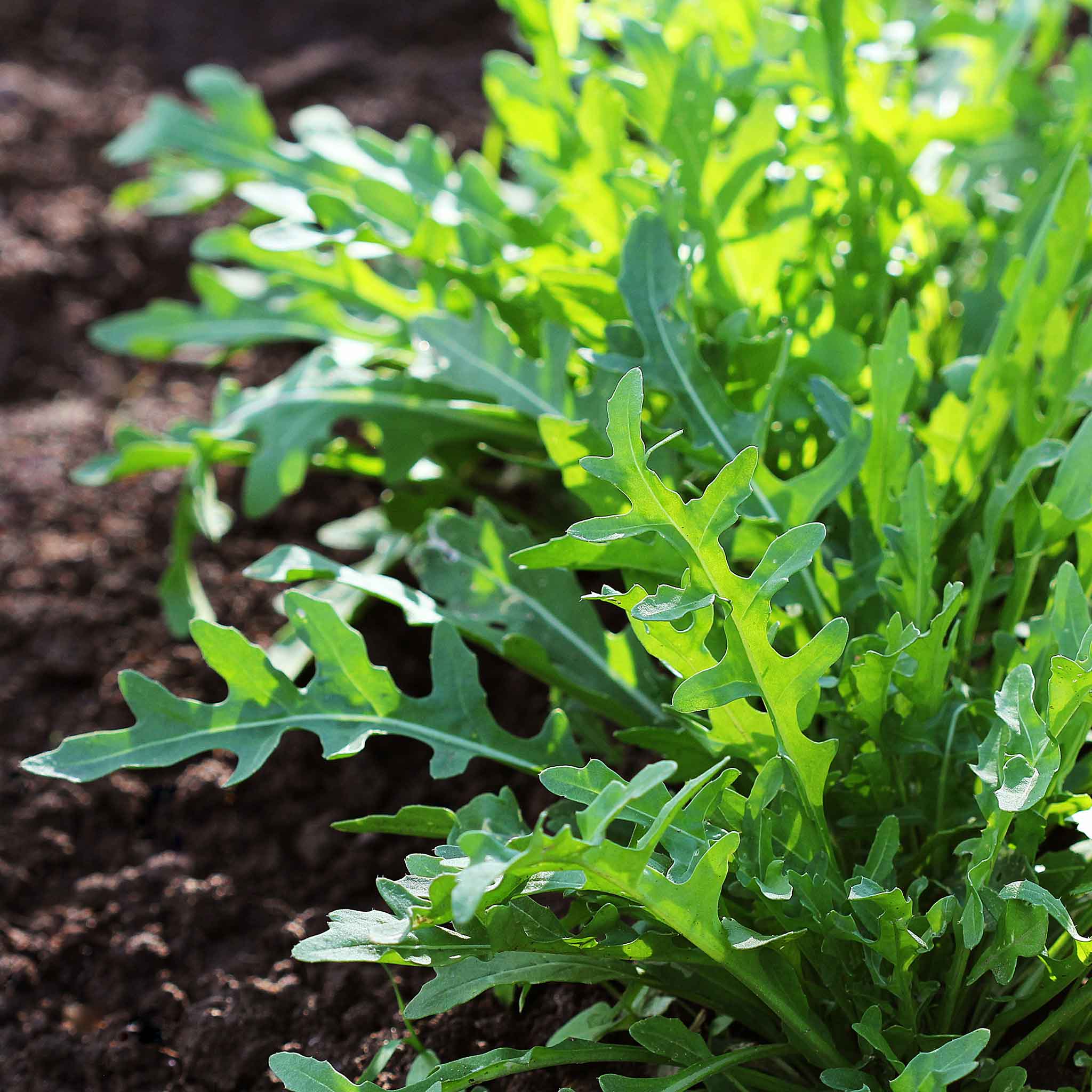 Organic Arugula Seeds - Wild