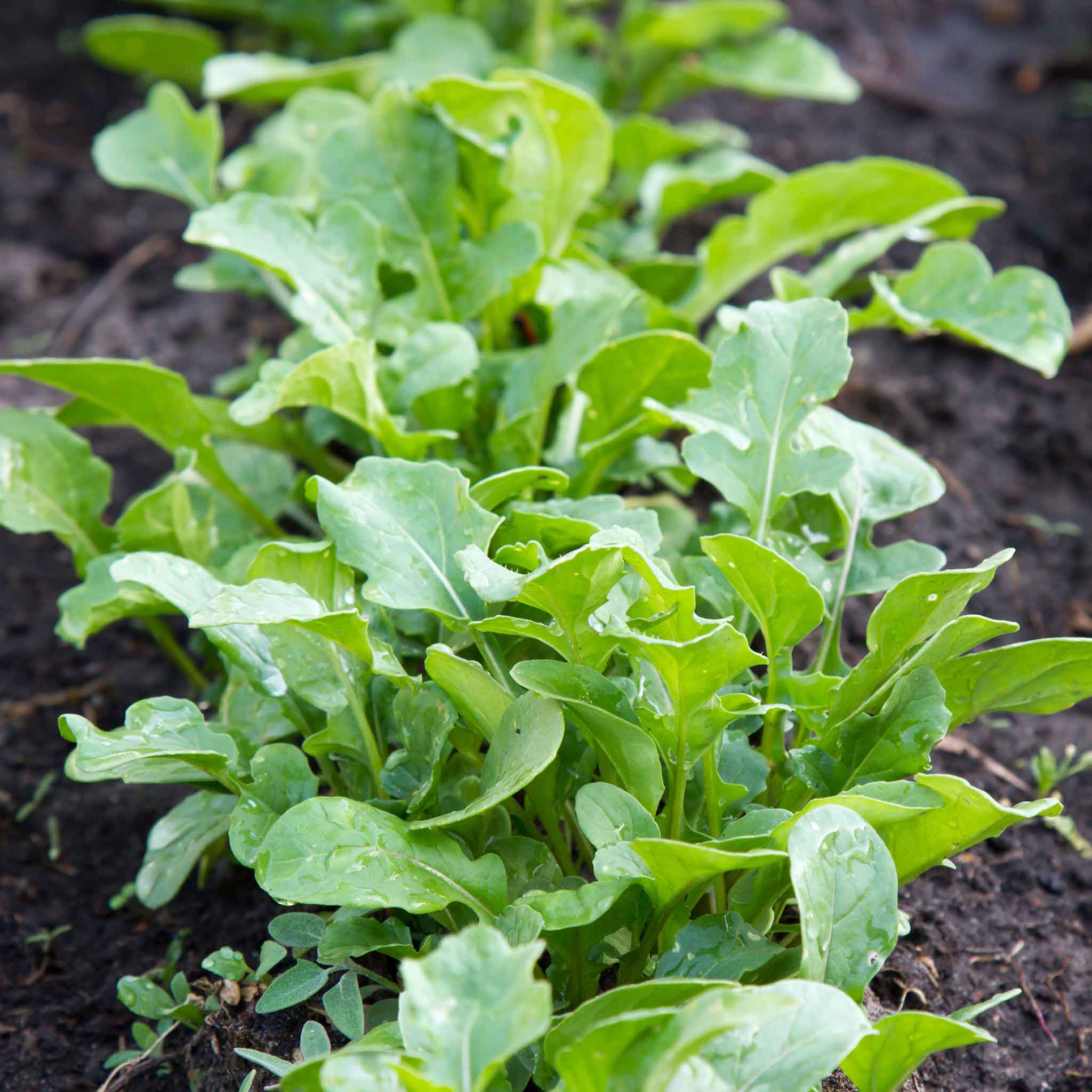 Arugula Seeds - Rocket