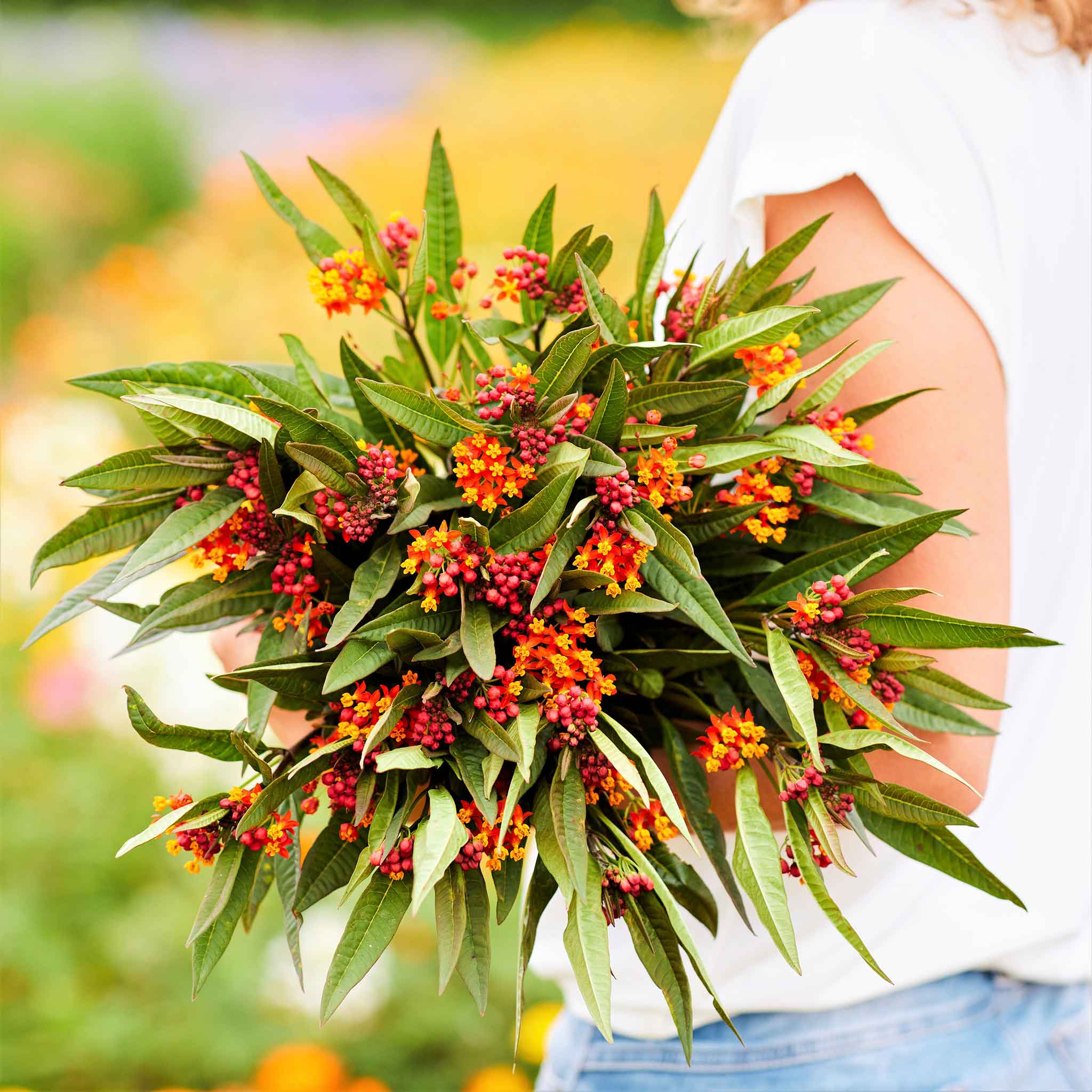 Butterfly Milkweed Seeds