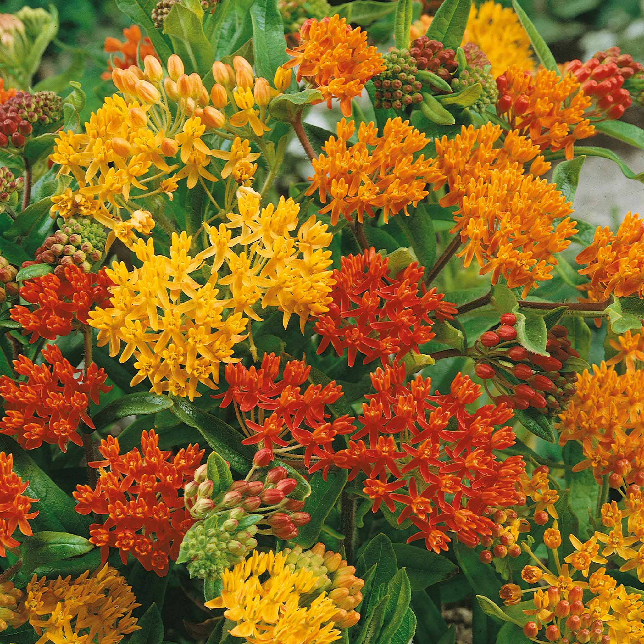 Asclepias Seeds - Mix