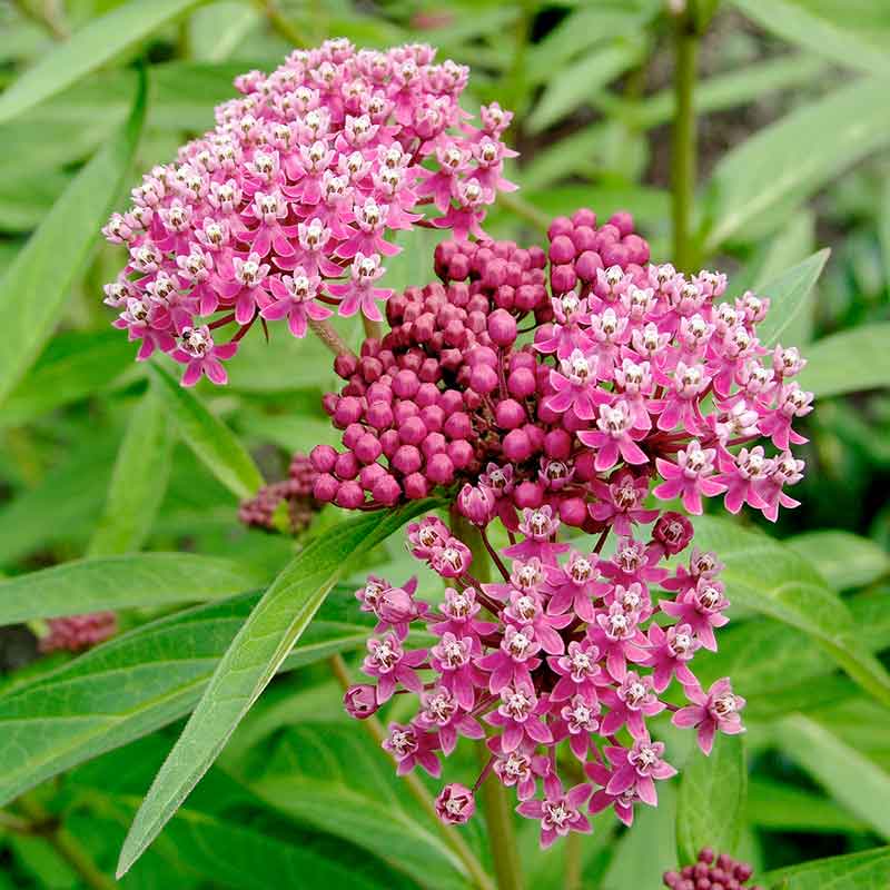 Swamp Milkweed Seeds - Carmine