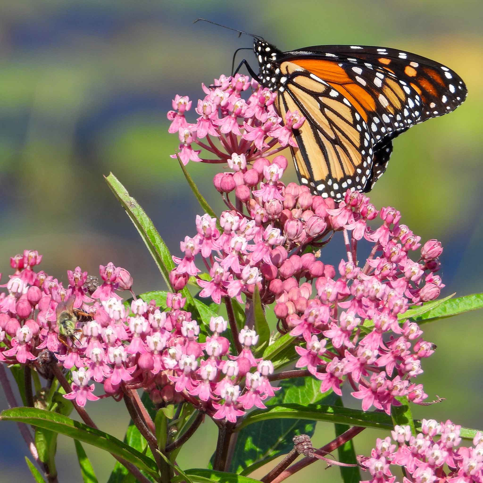 Swamp Milkweed Seeds - Carmine