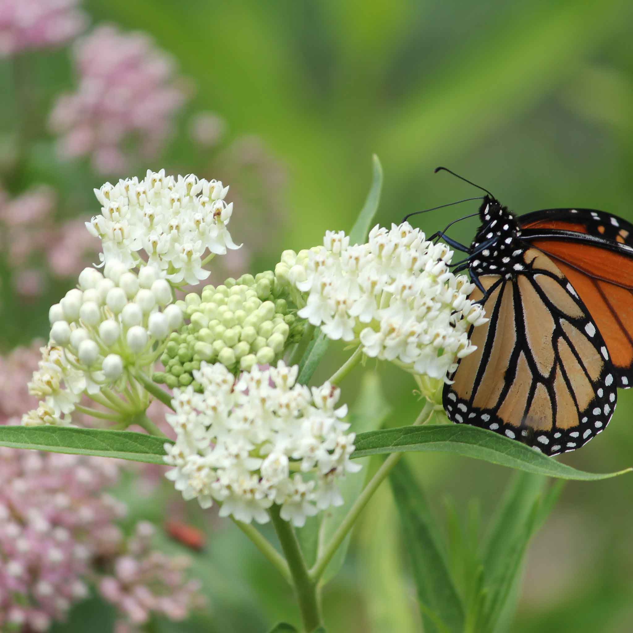 Swamp Milkweed - White