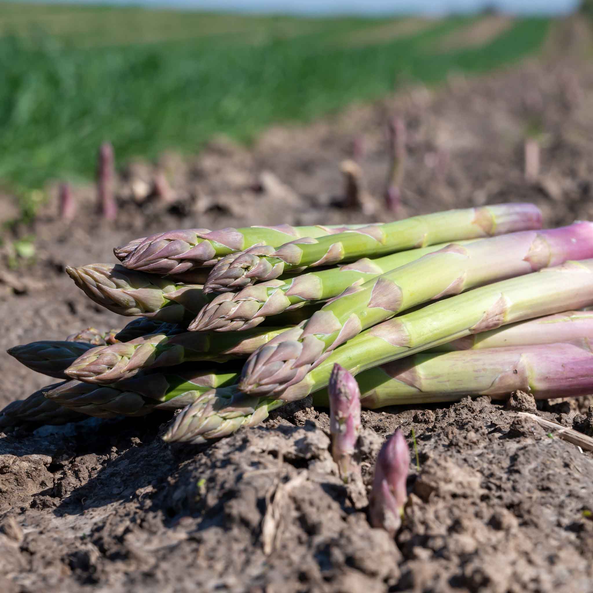 Asparagus Seeds - UC-157 F2