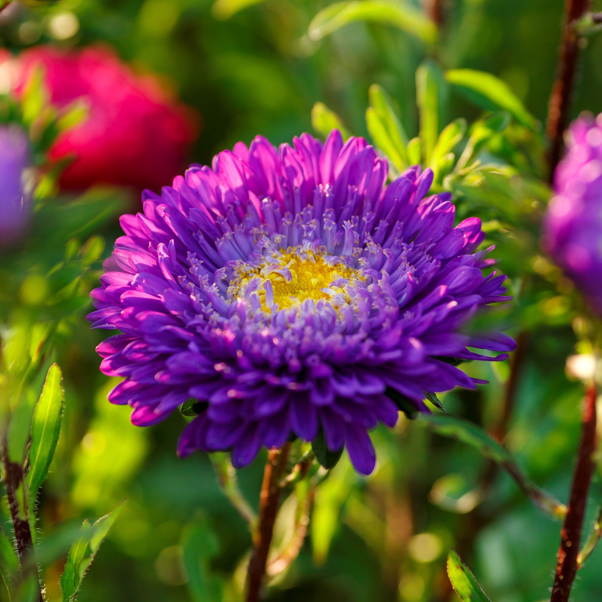 Aster Seeds - Blue and White