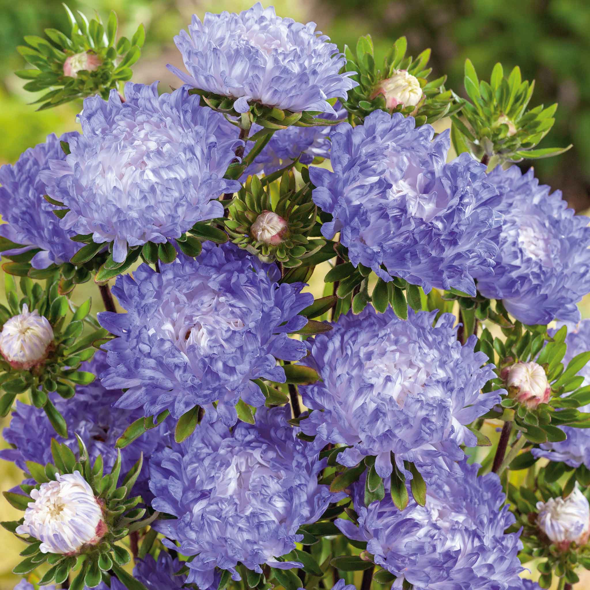 Aster Seeds - Blue and White