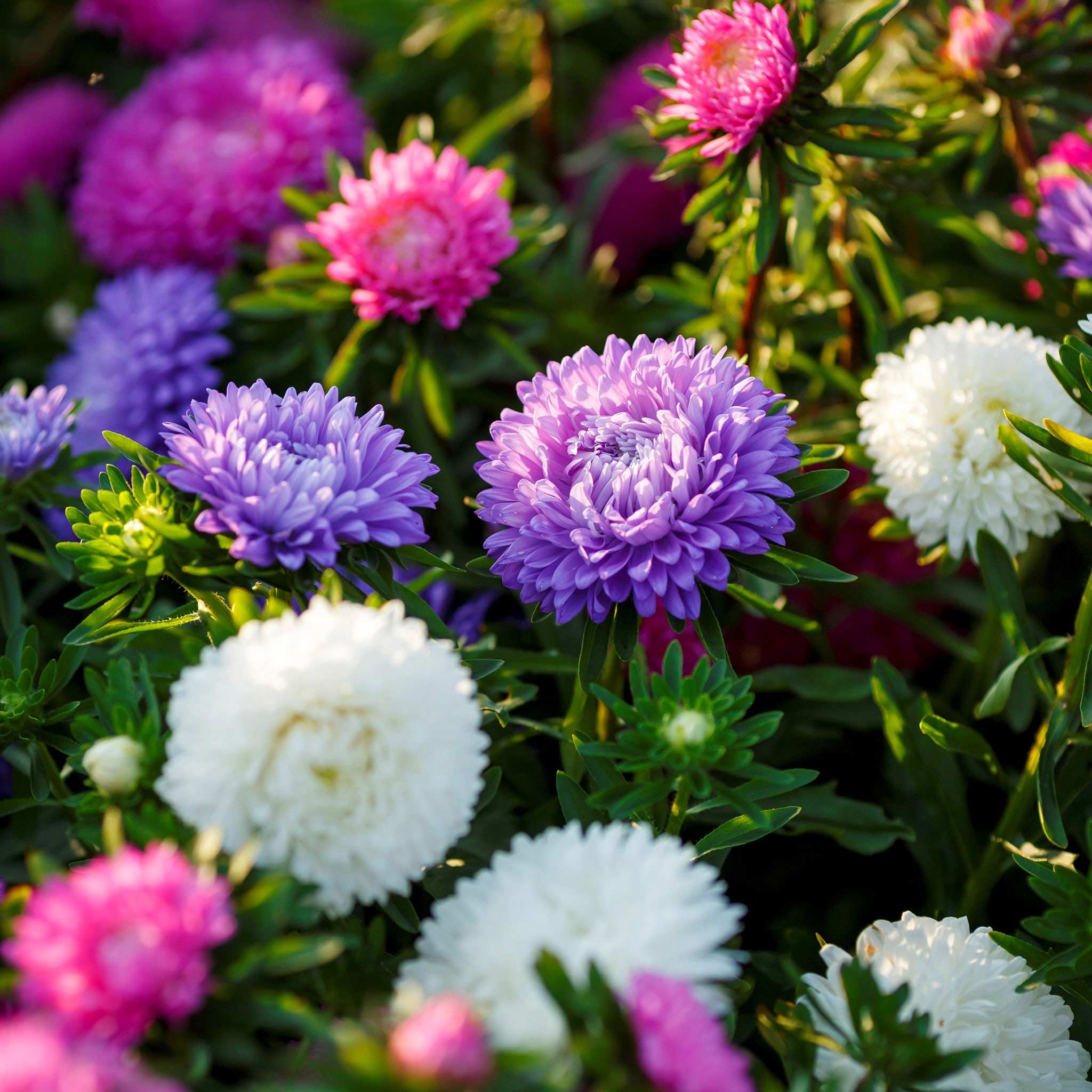 Aster Seeds - Colour Carpet Mix