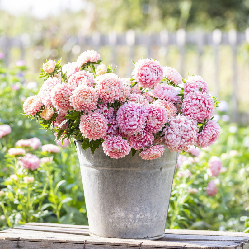 Aster Seeds - Apricot