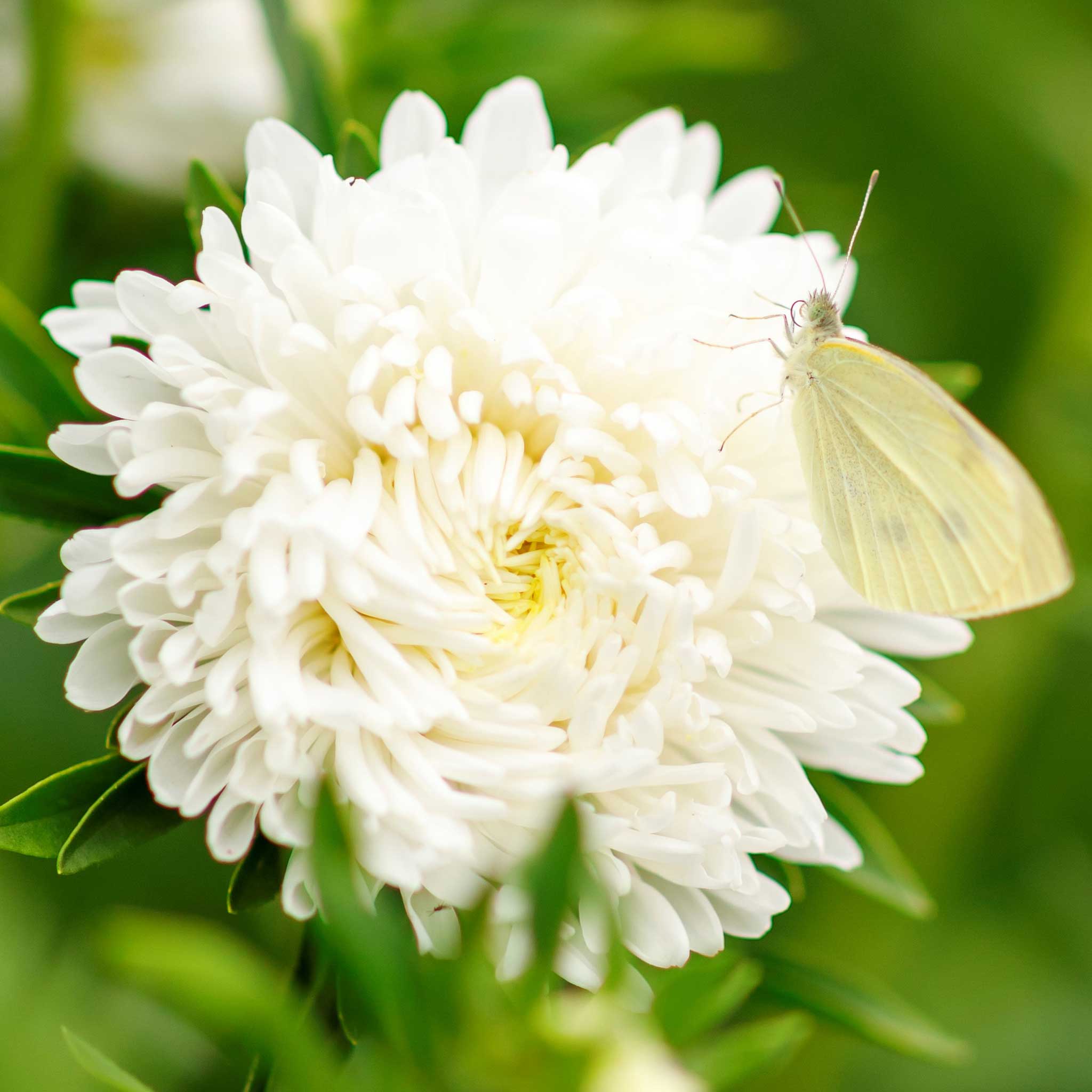 Aster Seeds - White